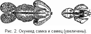 Жизнь и ловля пресноводных рыб. Часть 1 - ris002.jpg