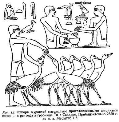 Египтяне. Великие строители пирамид - image11.jpg
