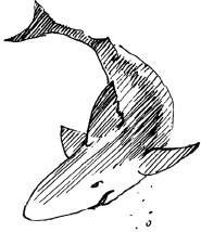 Энциклопедия животных - i_032.png