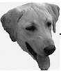 Лабрадор ретривер - i_018.png