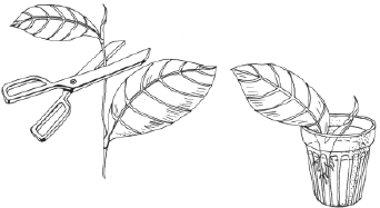 Энциклопедия комнатных растений - i_024.png