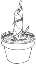 Энциклопедия комнатных растений - i_025.png