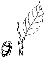 Энциклопедия комнатных растений - i_033.png
