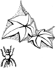 Энциклопедия комнатных растений - i_034.png