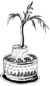 Энциклопедия комнатных растений - i_048.png