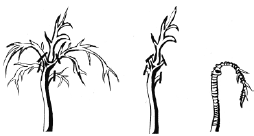 Энциклопедия комнатных растений - i_059.png