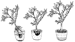 Энциклопедия комнатных растений - i_060.png