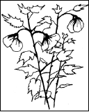 Энциклопедия комнатных растений - i_089.png