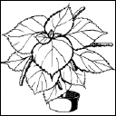 Энциклопедия комнатных растений - i_092.png