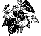 Энциклопедия комнатных растений - i_097.png