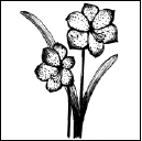 Энциклопедия комнатных растений - i_122.png