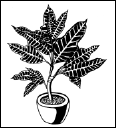 Энциклопедия комнатных растений - i_142.png