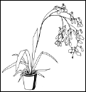 Энциклопедия комнатных растений - i_160.png