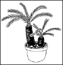 Энциклопедия комнатных растений - i_179.png