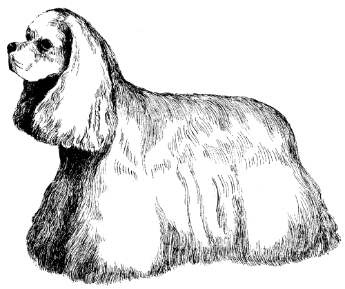 Американский кокер-спаниель - _10.png