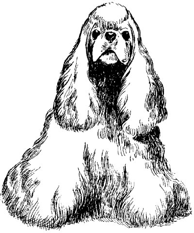Американский кокер-спаниель - _13.png