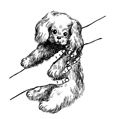 Американский кокер-спаниель - _19.png
