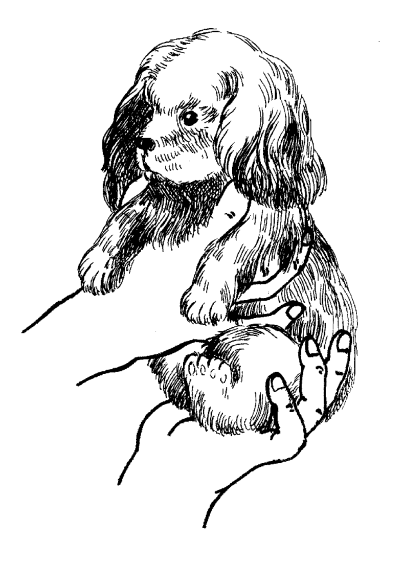 Американский кокер-спаниель - _20.png