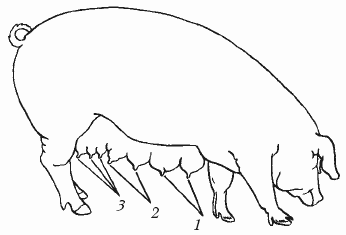 Болезни свиней - i_008.png