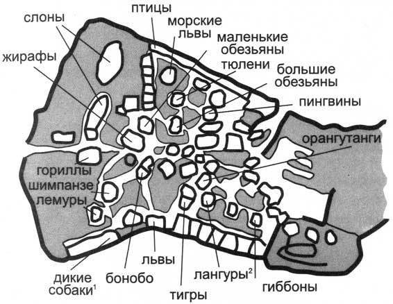 Загадочное ночное убийство собаки - pic_13.jpg