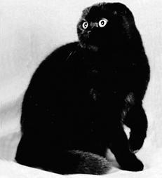 Шотландские вислоухие кошки - i_004.jpg
