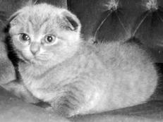 Шотландские вислоухие кошки - i_015.jpg