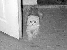 Шотландские вислоухие кошки - i_030.jpg
