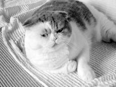 Шотландские вислоухие кошки - i_031.jpg