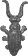 Дейзи Фэй и чудеса - i_002.png