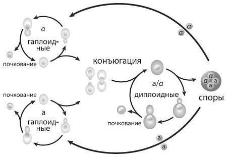 Эволюция человека том 2: Обезьяны нейроны и душа - i_014.jpg