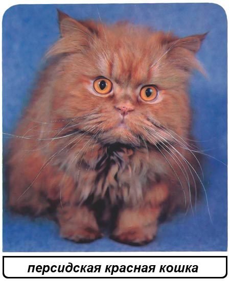Кошки - i_032.jpg