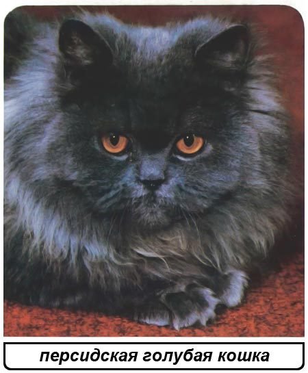 Кошки - i_033.jpg