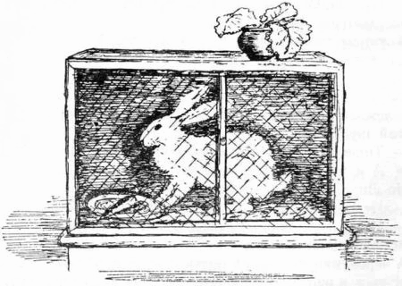 Пушистый гость - i_007.png