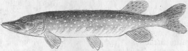 Кепка с карасями - _54.jpg