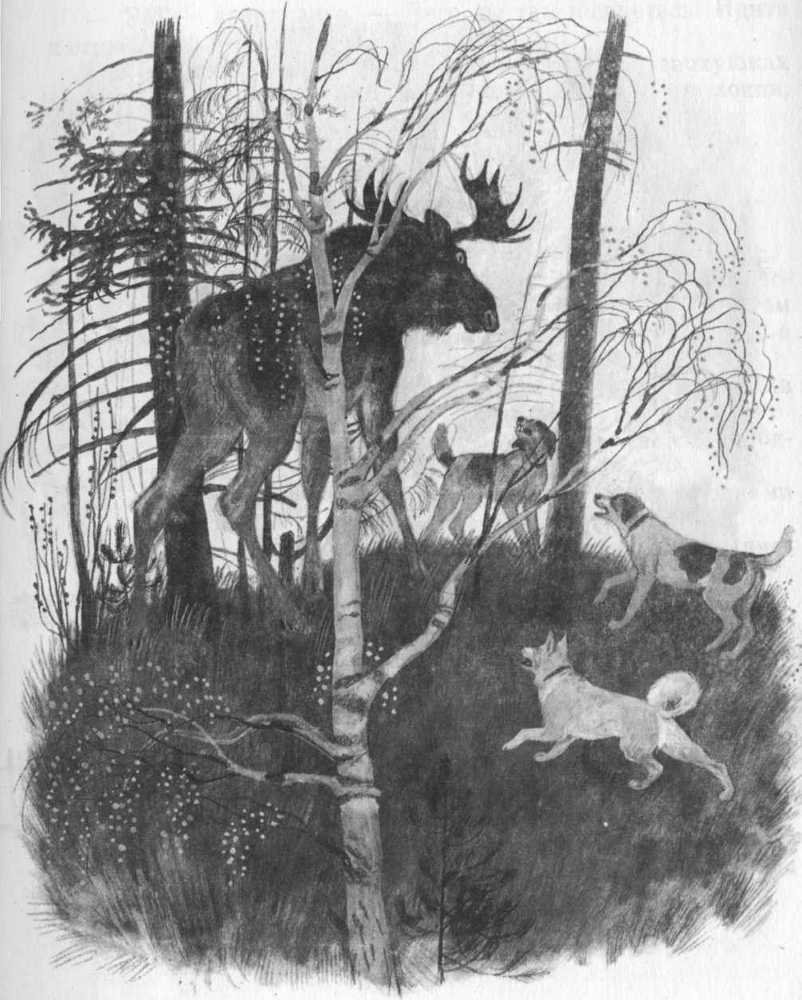 Кепка с карасями - _71.jpg