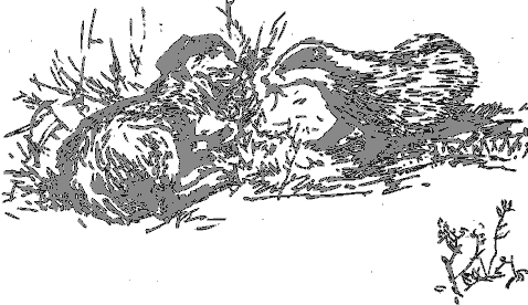 Рассказы о животных - i_010.png