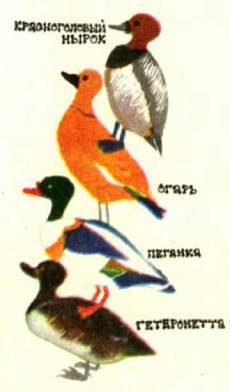 Птицы - i_134.jpg
