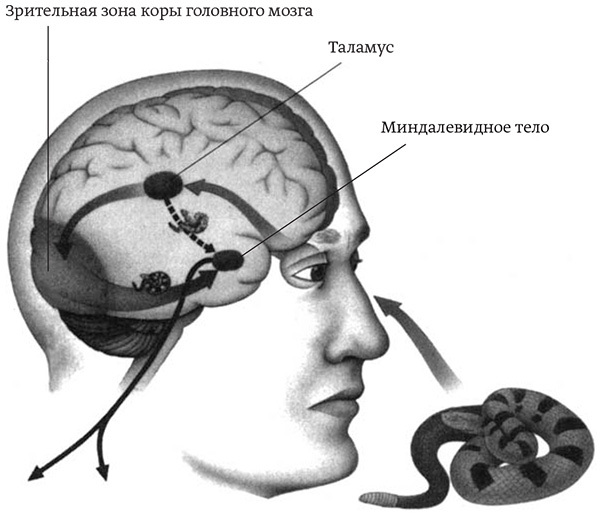 Эмоциональный интеллект. Почему он может значить больше, чем IQ - i_001.jpg