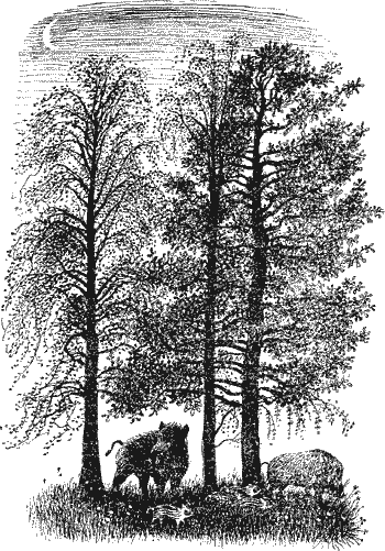 Умный дикобраз - i_006.png
