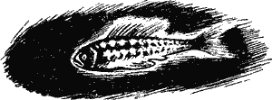 Умный дикобраз - i_011.png