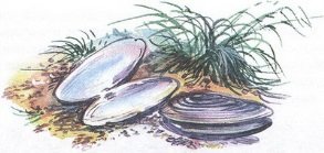 Великан на поляне или первые уроки экологической этики - _43.jpg
