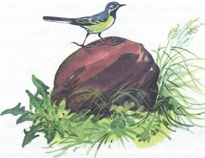 Великан на поляне или первые уроки экологической этики - _48.jpg