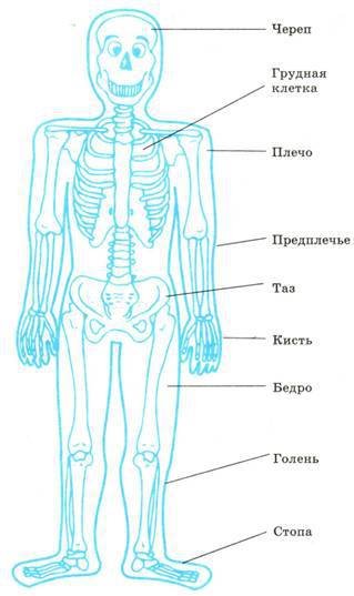 Основы рисунка для учащихся 5-8 классов - pic_72.jpg