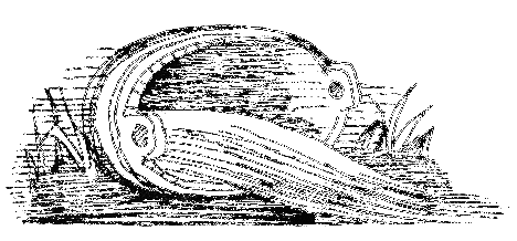 Мои первые «полосатые» (др. перевод) - i_004.png