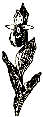 Маленькие дикари (Рисунки автора) - i_005.png