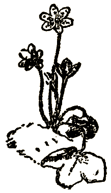 Маленькие дикари (Рисунки автора) - i_009.png