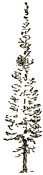 Маленькие дикари (Рисунки автора) - i_055.png
