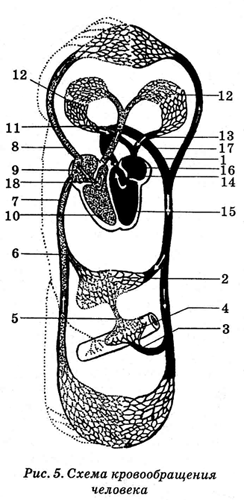 Энциклопедия Амосова. Алгоритм здоровья - i_014.png