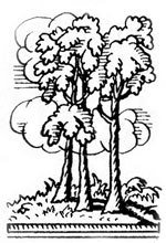 Хочу все знать 1970 - _064_Trees2.jpg