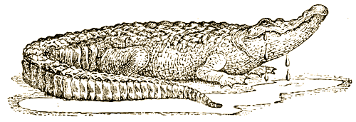 Доктор Айболит [Издание 1936 г.] - i_031.png